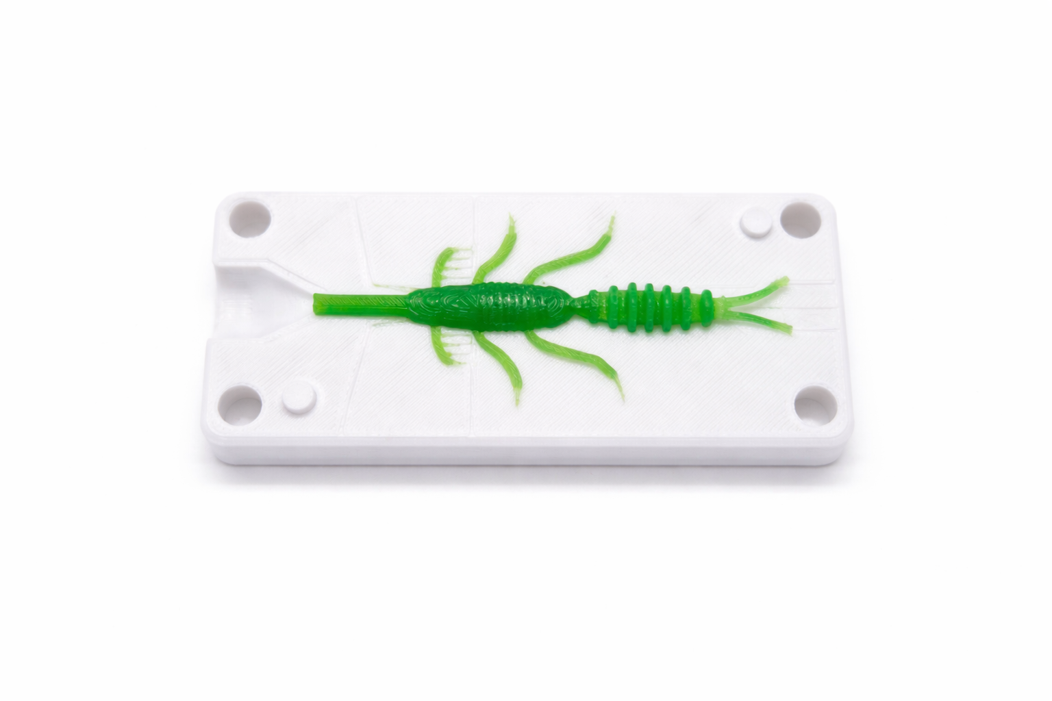 Bugger Worm