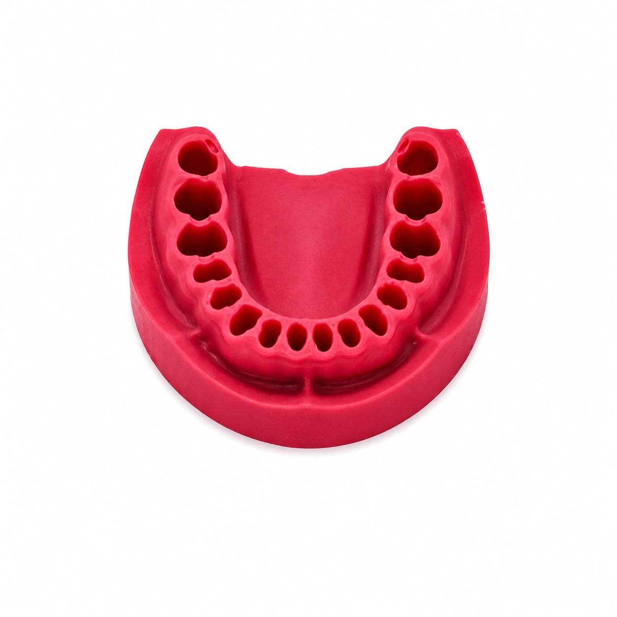 Tooth Model image 2