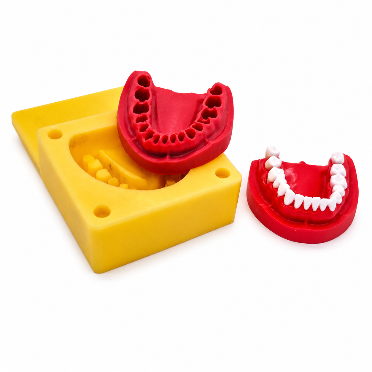 Tooth Model image 3